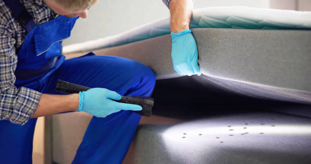 Best Wasp Removal Services  in Rapid Valley, SD