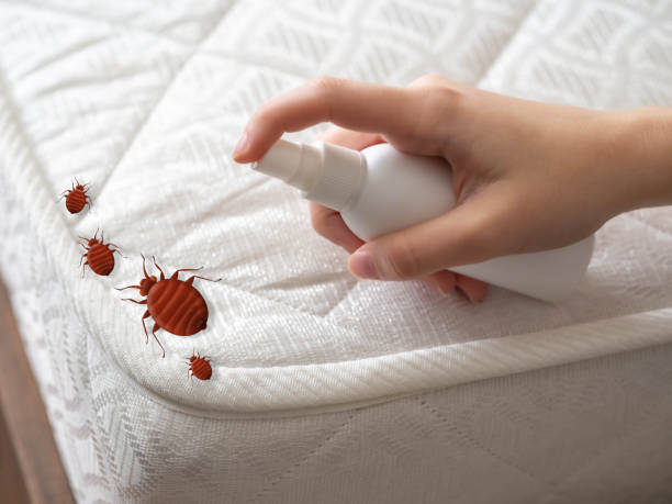 Best Termite Control Services  in Rapid Valley, SD